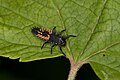 Coccinella larva? (Stuttgart, Germany), ganz bestimmt Asiatischer Marienkäfer. Doc Taxon