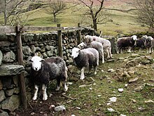 Herdwick sheep