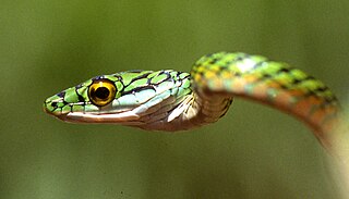 <i>Leptophis nigromarginatus</i> Black-skinned parrot snake