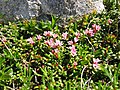 Sielikkö (Kalmia procumbens).