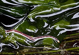 Micrura verrilli, un Lineidae