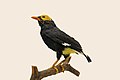 Yellow-faced myna