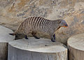 * Nomination Banded Mongoose. --Quartl 05:16, 24 August 2011 (UTC) * Promotion Good quality. --Cayambe 09:01, 1 September 2011 (UTC)