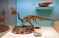 Deutsch: Oviraptor-Skelett English: Oviraptor skeleton