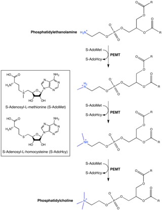 <span class="mw-page-title-main">Phosphatidylethanolamine N-methyltransferase</span> Protein-coding gene in the species Homo sapiens