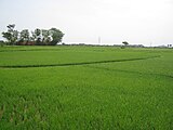 Paddy field in Tirunelveli