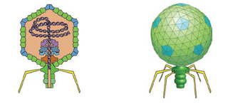 <i>Autographiviridae</i> Subfamily of viruses