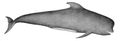 長肢領航鯨