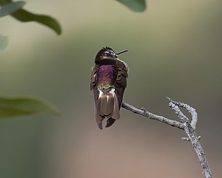 <span class="mw-page-title-main">Purple-backed sunbeam</span> Species of bird