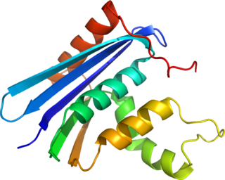 <span class="mw-page-title-main">Ribonuclease H</span> Enzyme family