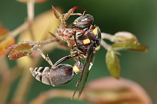 <i>Ropalidia</i> Genus of wasps