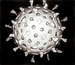 Virus