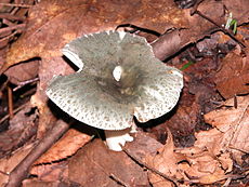 Žalsvoji ūmėdė (Russula virescens)