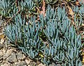 In a rock garden