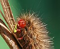 * Nomination Spilosoma glatignyi caterpillar --99of9 05:27, 5 September 2011 (UTC) * Promotion Good quality --Llez 07:59, 5 September 2011 (UTC)