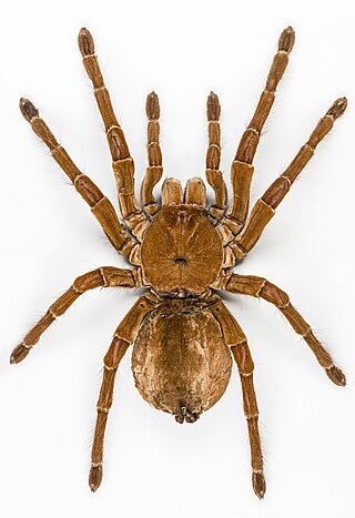 <span class="mw-page-title-main">Goliath birdeater</span> Species of tarantula from South America