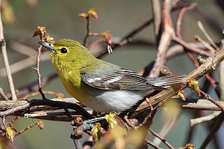 <span class="mw-page-title-main">Yellow-throated vireo</span> Species of bird (American songbird)