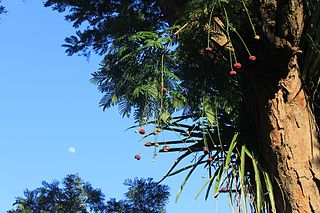 <i>Parkia pendula</i> Species of legume