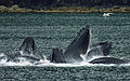 Image 14 Humpback Whale Photo credit: Georgia Evelyn Stants Off the coast of Juneau, Alaska, a group of 15 Humpback Whales works in tandem to catch herring using the bubble net feeding technique, in which they exhale through their blowholes, creating a ring of bubbles up to 30 m (100 ft) in diameter. The whales then suddenly swim upwards through the bubble net swallowing thousands of fish in each gulp. More selected pictures
