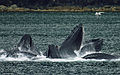 A group of humpback whales breaking the surface, mouths agape, lunge feeding (from Baleen whale)