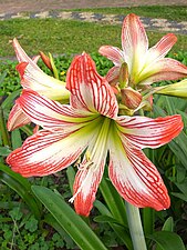 Hippeastrum striatum