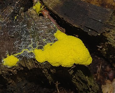 scrambled egg slime or flowers of tan - Fuligo septica