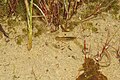 * Nomination The larvae of a green darner in a puddle of the nature reserve Südliche Fröttmaninger Heide --FlocciNivis 11:27, 6 May 2023 (UTC) * Promotion Also very detailed photo of the larva, and the blurry thing is not as distracting in this photo. -- Ikan Kekek 01:25, 7 May 2023 (UTC)