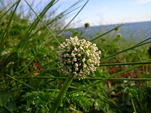 Acaena novae-zelandiae 1.jpg