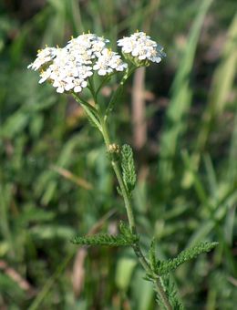 Paprastoji kraujažolė (Achillea millefolium)