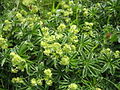 Mikilskøra (Alchemilla alpina)