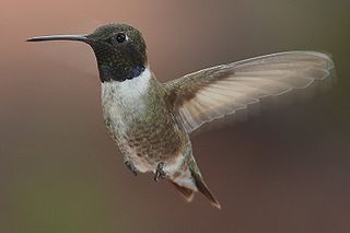 <span class="mw-page-title-main">Black-chinned hummingbird</span> Species of bird