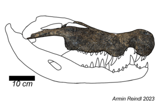 <i>Baru</i> Extinct genus of reptiles