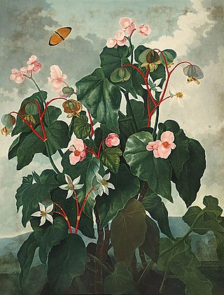 <i>Begonia</i> Genus of perennial flowering plants