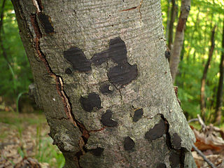 <i>Biscogniauxia nummularia</i> Species of fungus