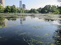 04. Harlem Meer