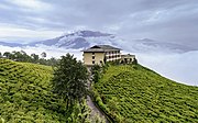 A tea garden in Sikkim. India, the world's second largest-producer of tea, is a nation of one billion tea drinkers, who consume 70% of India's tea output.