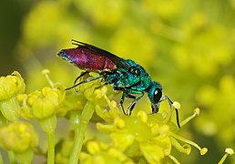 Chrysis ignita