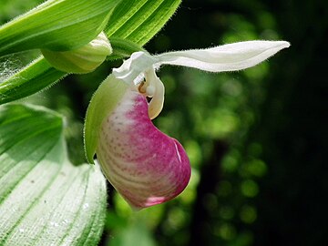 Cypripedium reginae MLA.jpg