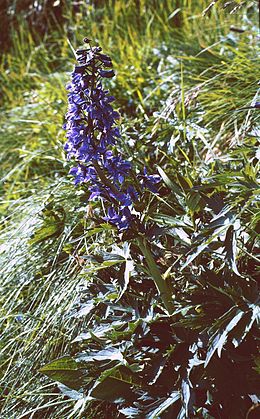 Didysis pentinius (Delphinium elatum)