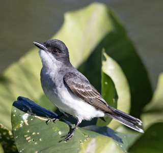 <span class="mw-page-title-main">Eastern kingbird</span> Species of bird