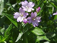 Epilobium roseum