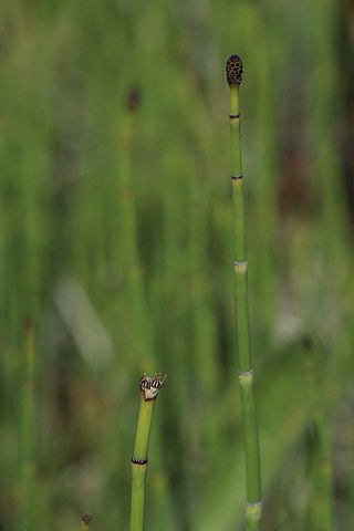 <i>Equisetum laevigatum</i> Species of horsetail plant