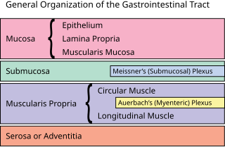 <span class="mw-page-title-main">Submucosa</span> Thin layer of tissue in various organs