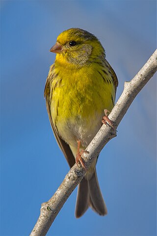 <i>Serinus</i> Genus of birds