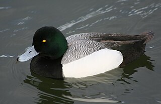 <span class="mw-page-title-main">Greater scaup</span> Species of bird