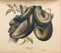 Diamond Snake, Morelia spilotes illustration from The Snakes of Australia by Gerard Krefft