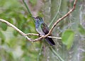 Image 36Honduran emerald (Amazilia luciae) (from Flora and fauna of Honduras)