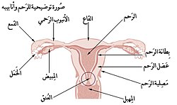 Uterine horn not labeled, but extensions of uterus toward the fallopian tubes can be seen.