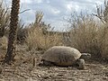 Gopherus flavomarginatus, ou tartaruga de Bolson, do México.