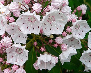 <i>Kalmia latifolia</i> Species of plant